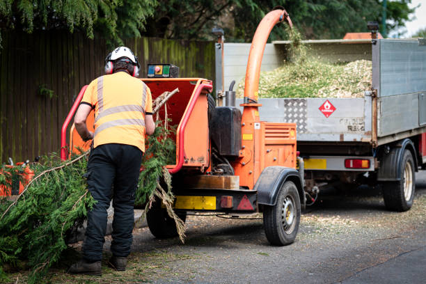 Best Tree Pruning Services  in Kingsville, TX